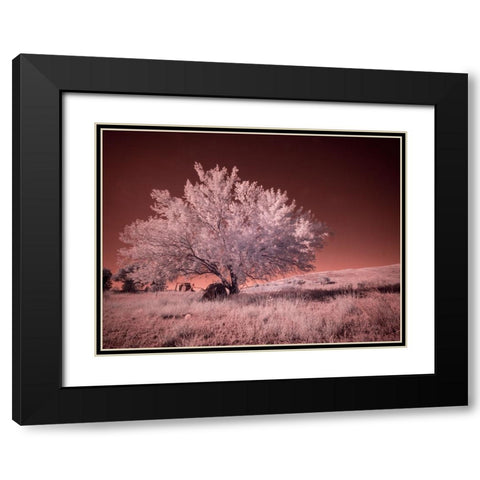 USA-Washington State-Palouse region-Lone tree in Field Black Modern Wood Framed Art Print with Double Matting by Eggers, Terry