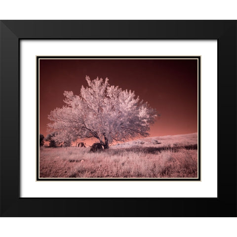 USA-Washington State-Palouse region-Lone tree in Field Black Modern Wood Framed Art Print with Double Matting by Eggers, Terry