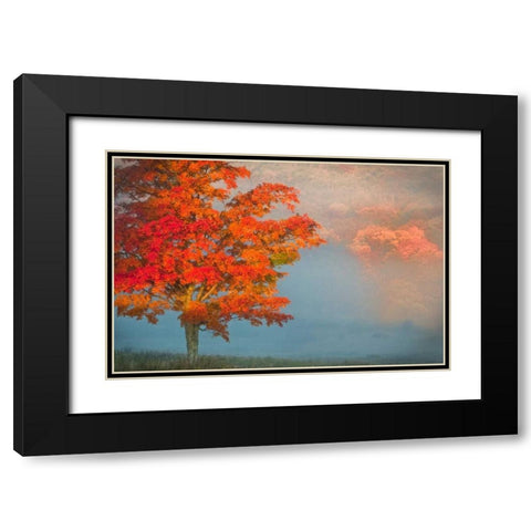 WV, Davis Mist and forest in autumn color Black Modern Wood Framed Art Print with Double Matting by OBrien, Jay