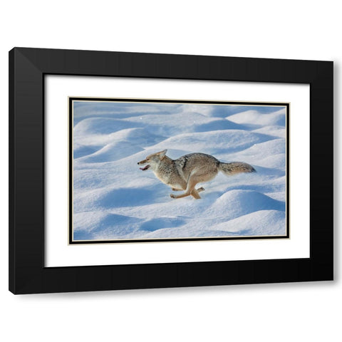 Coyote running through fresh snow-Yellowstone National Park-Wyoming Black Modern Wood Framed Art Print with Double Matting by Jones, Adam
