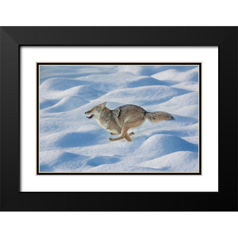 Coyote running through fresh snow-Yellowstone National Park-Wyoming Black Modern Wood Framed Art Print with Double Matting by Jones, Adam