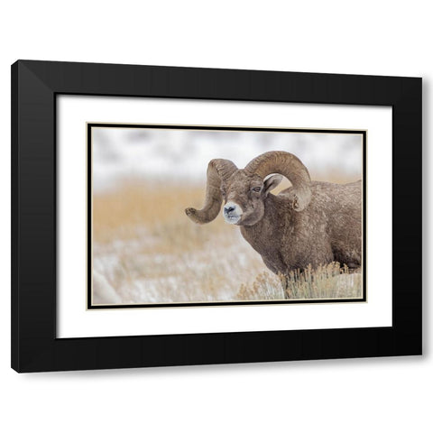 Bighorn sheep in winter Grand Teton National Park-Wyoming Black Modern Wood Framed Art Print with Double Matting by Jones, Adam