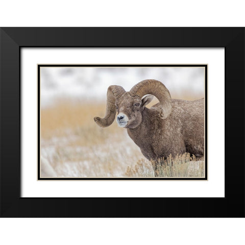 Bighorn sheep in winter Grand Teton National Park-Wyoming Black Modern Wood Framed Art Print with Double Matting by Jones, Adam