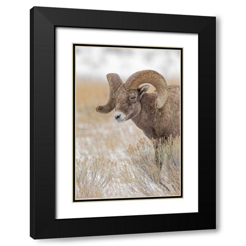 Bighorn sheep in winter Grand Teton National Park-Wyoming Black Modern Wood Framed Art Print with Double Matting by Jones, Adam