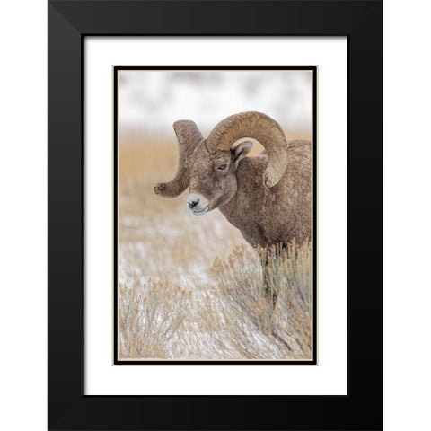 Bighorn sheep in winter Grand Teton National Park-Wyoming Black Modern Wood Framed Art Print with Double Matting by Jones, Adam