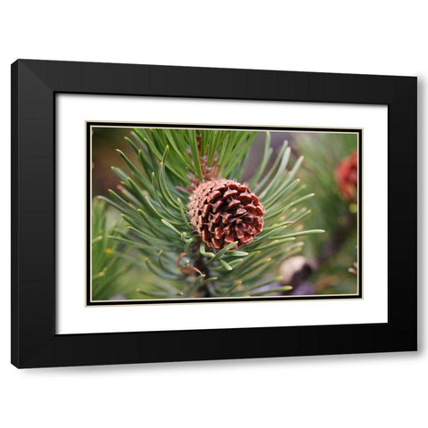 Lodgepole pine and pine cone-Yellowstone National Park-Wyoming Black Modern Wood Framed Art Print with Double Matting by Jones, Adam