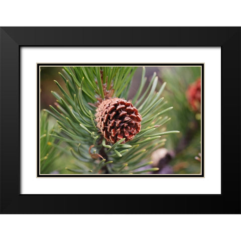 Lodgepole pine and pine cone-Yellowstone National Park-Wyoming Black Modern Wood Framed Art Print with Double Matting by Jones, Adam