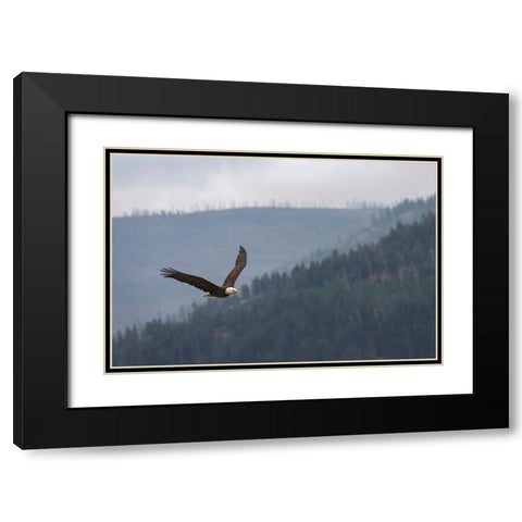 Bald eagle-flying-Yellowstone National Park-Wyoming Black Modern Wood Framed Art Print with Double Matting by Jones, Adam