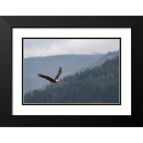 Bald eagle-flying-Yellowstone National Park-Wyoming Black Modern Wood Framed Art Print with Double Matting by Jones, Adam