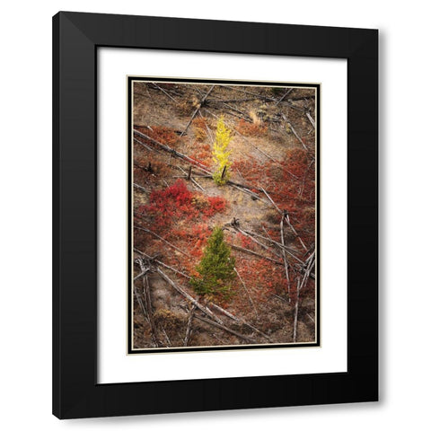 Red autumn Huckleberry vegetation and fallen trees-Yellowstone National Park-Wyoming Black Modern Wood Framed Art Print with Double Matting by Jones, Adam