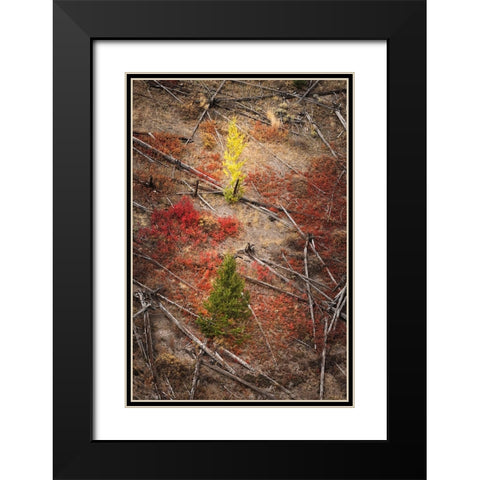 Red autumn Huckleberry vegetation and fallen trees-Yellowstone National Park-Wyoming Black Modern Wood Framed Art Print with Double Matting by Jones, Adam