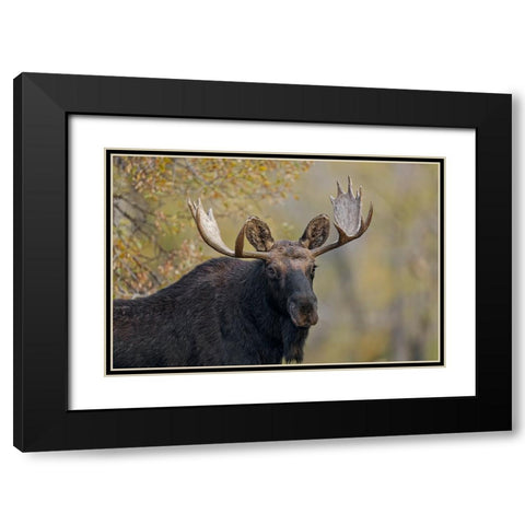 Bull moose-Grand Teton National Park-Wyoming Black Modern Wood Framed Art Print with Double Matting by Jones, Adam