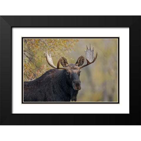 Bull moose-Grand Teton National Park-Wyoming Black Modern Wood Framed Art Print with Double Matting by Jones, Adam