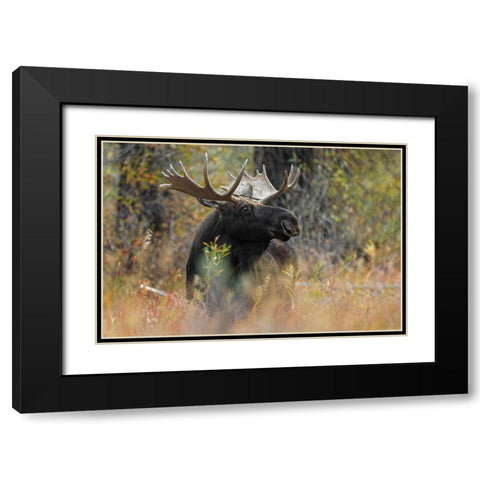 Bull moose-Grand Teton National Park-Wyoming Black Modern Wood Framed Art Print with Double Matting by Jones, Adam