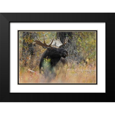 Bull moose-Grand Teton National Park-Wyoming Black Modern Wood Framed Art Print with Double Matting by Jones, Adam