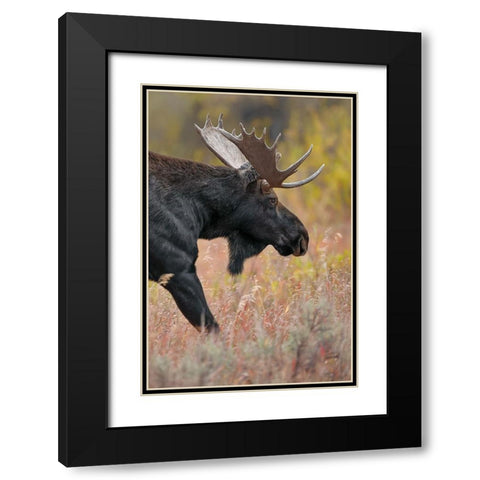 Bull moose-Grand Teton National Park-Wyoming Black Modern Wood Framed Art Print with Double Matting by Jones, Adam