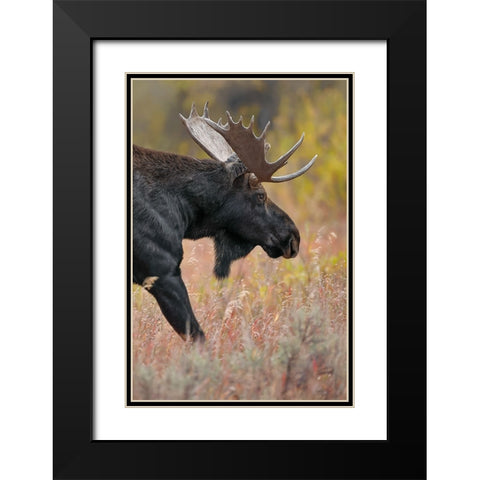 Bull moose-Grand Teton National Park-Wyoming Black Modern Wood Framed Art Print with Double Matting by Jones, Adam