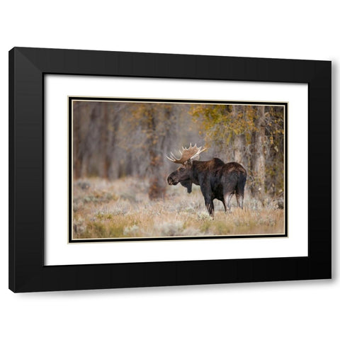 Bull moose-Grand Teton National Park-Wyoming Black Modern Wood Framed Art Print with Double Matting by Jones, Adam