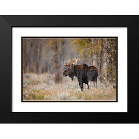 Bull moose-Grand Teton National Park-Wyoming Black Modern Wood Framed Art Print with Double Matting by Jones, Adam