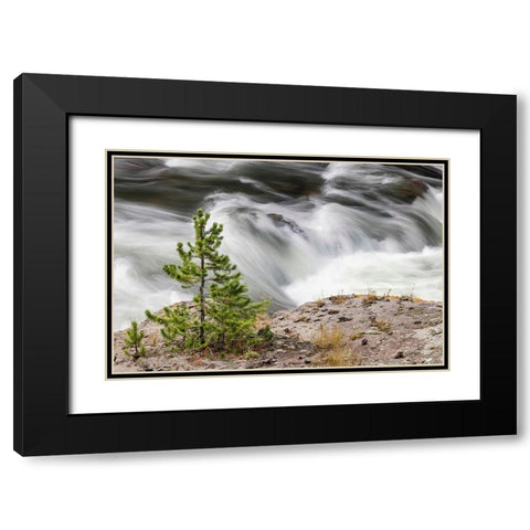 Small evergreen tree along Firehole River-Yellowstone National Park-Wyoming Black Modern Wood Framed Art Print with Double Matting by Jones, Adam