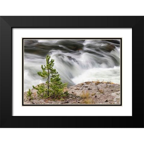 Small evergreen tree along Firehole River-Yellowstone National Park-Wyoming Black Modern Wood Framed Art Print with Double Matting by Jones, Adam