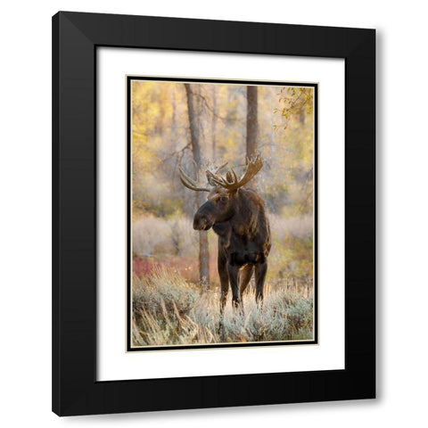 Bull moose in autumn-Grand Teton National Park-Wyoming Black Modern Wood Framed Art Print with Double Matting by Jones, Adam