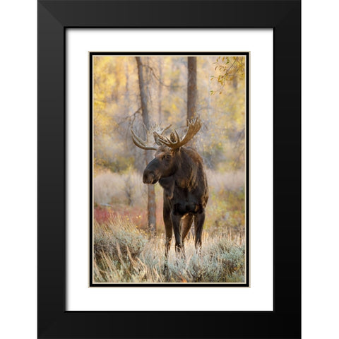 Bull moose in autumn-Grand Teton National Park-Wyoming Black Modern Wood Framed Art Print with Double Matting by Jones, Adam