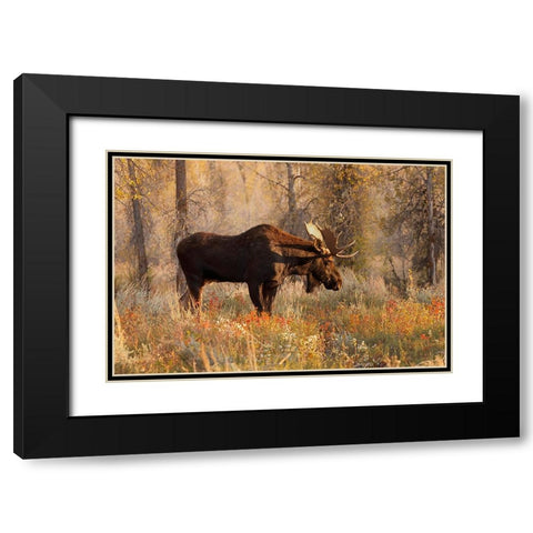 Bull moose in autumn-Grand Teton National Park-Wyoming Black Modern Wood Framed Art Print with Double Matting by Jones, Adam