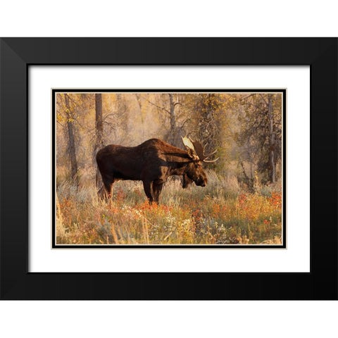Bull moose in autumn-Grand Teton National Park-Wyoming Black Modern Wood Framed Art Print with Double Matting by Jones, Adam