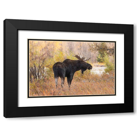 Bull moose in autumn-Grand Teton National Park-Wyoming Black Modern Wood Framed Art Print with Double Matting by Jones, Adam