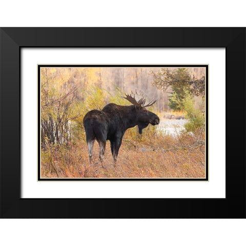 Bull moose in autumn-Grand Teton National Park-Wyoming Black Modern Wood Framed Art Print with Double Matting by Jones, Adam