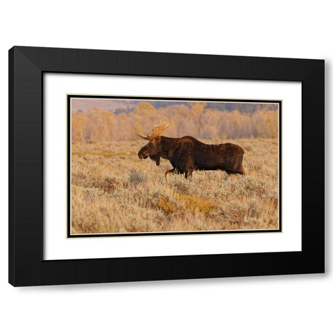 Bull moose in autumn-Grand Teton National Park-Wyoming Black Modern Wood Framed Art Print with Double Matting by Jones, Adam