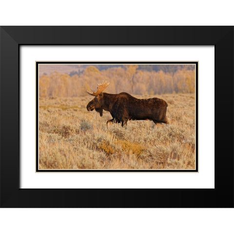 Bull moose in autumn-Grand Teton National Park-Wyoming Black Modern Wood Framed Art Print with Double Matting by Jones, Adam