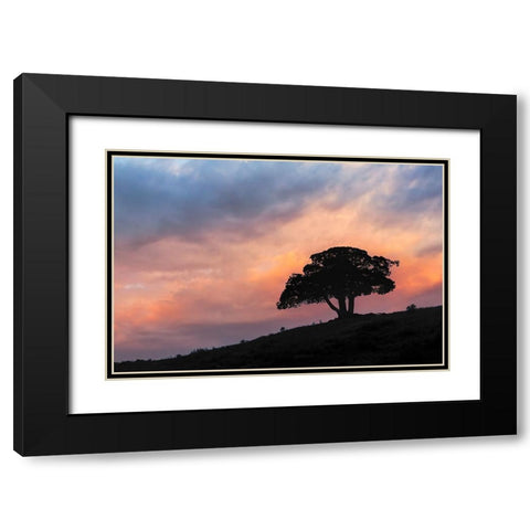 Single tree silhouetted at sunrise-Yellowstone National Park-Wyoming Black Modern Wood Framed Art Print with Double Matting by Jones, Adam