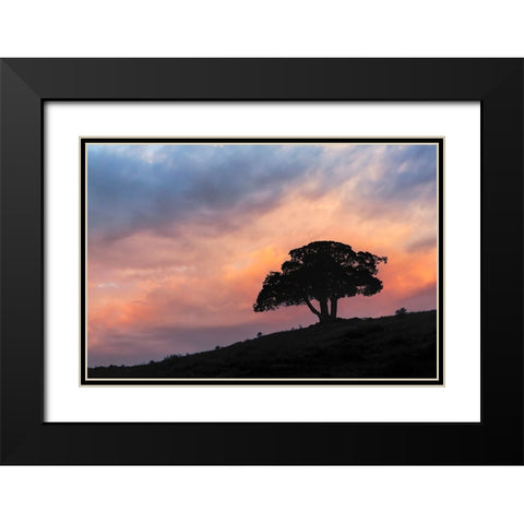 Single tree silhouetted at sunrise-Yellowstone National Park-Wyoming Black Modern Wood Framed Art Print with Double Matting by Jones, Adam
