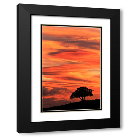 Single tree silhouetted at sunrise-Yellowstone National Park-Wyoming Black Modern Wood Framed Art Print with Double Matting by Jones, Adam