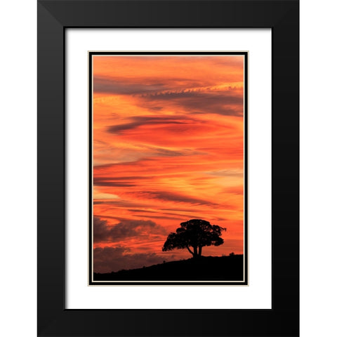 Single tree silhouetted at sunrise-Yellowstone National Park-Wyoming Black Modern Wood Framed Art Print with Double Matting by Jones, Adam