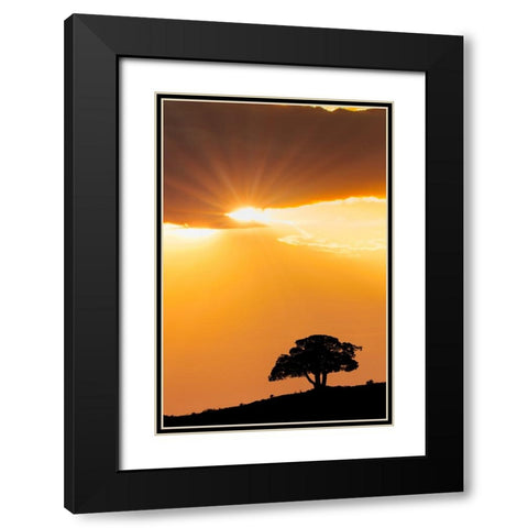 Single tree silhouetted at sunrise-Yellowstone National Park-Wyoming Black Modern Wood Framed Art Print with Double Matting by Jones, Adam