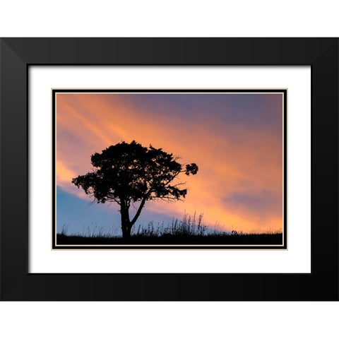 Single tree silhouetted at sunrise-Yellowstone National Park-Wyoming Black Modern Wood Framed Art Print with Double Matting by Jones, Adam