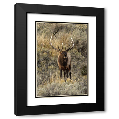 Bull elk bugling or wapiti-Yellowstone National Park-Wyoming Black Modern Wood Framed Art Print with Double Matting by Jones, Adam