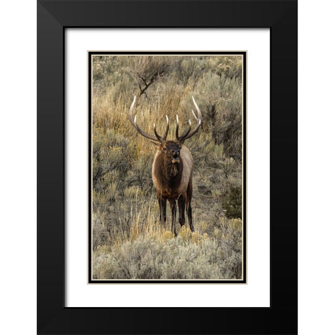 Bull elk bugling or wapiti-Yellowstone National Park-Wyoming Black Modern Wood Framed Art Print with Double Matting by Jones, Adam
