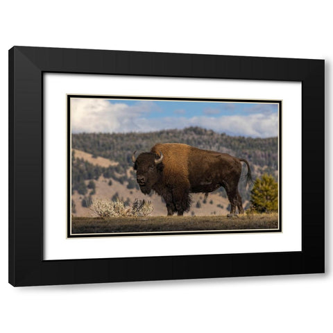 American Bison Yellowstone National Park-Wyoming Black Modern Wood Framed Art Print with Double Matting by Jones, Adam