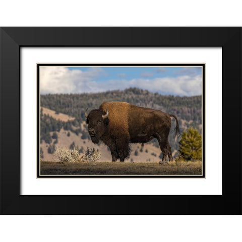 American Bison Yellowstone National Park-Wyoming Black Modern Wood Framed Art Print with Double Matting by Jones, Adam