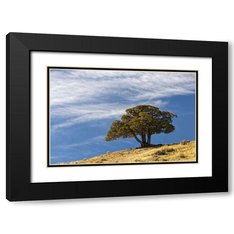 Single cedar tree on ridge top-Yellowstone National Park-Wyoming Black Modern Wood Framed Art Print with Double Matting by Jones, Adam
