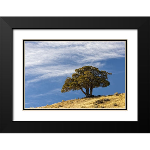 Single cedar tree on ridge top-Yellowstone National Park-Wyoming Black Modern Wood Framed Art Print with Double Matting by Jones, Adam