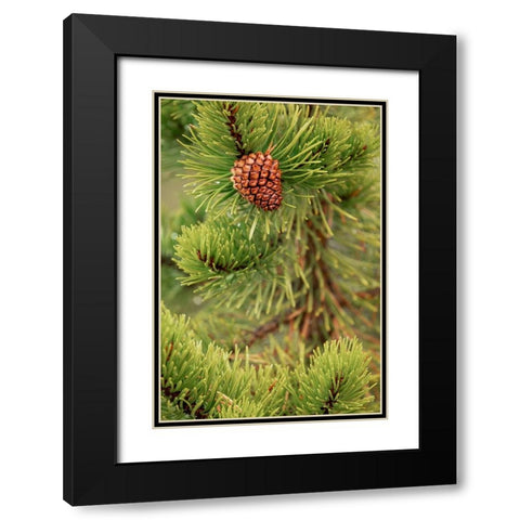 Lodgepole pine and pinecone-Yellowstone National Park-Wyoming Black Modern Wood Framed Art Print with Double Matting by Jones, Adam