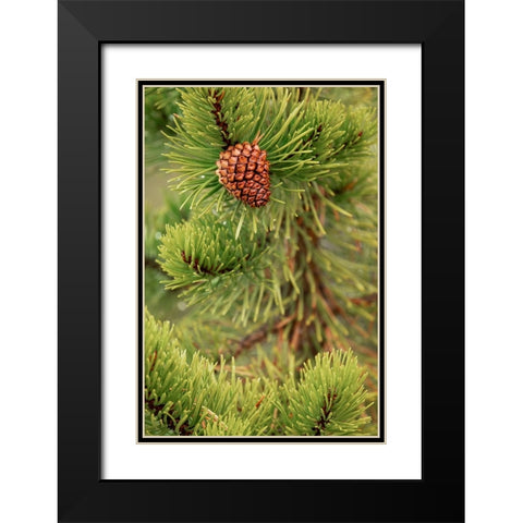 Lodgepole pine and pinecone-Yellowstone National Park-Wyoming Black Modern Wood Framed Art Print with Double Matting by Jones, Adam