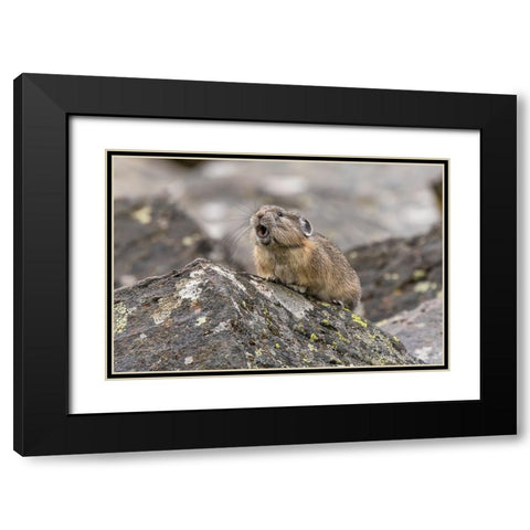 Pika-Ochotona princeps-Yellowstone National Park-Wyoming Black Modern Wood Framed Art Print with Double Matting by Jones, Adam