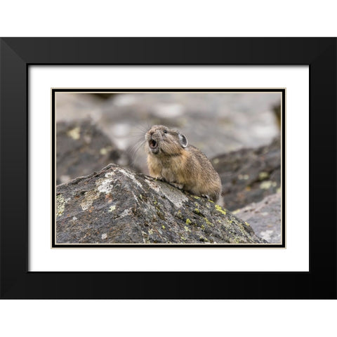 Pika-Ochotona princeps-Yellowstone National Park-Wyoming Black Modern Wood Framed Art Print with Double Matting by Jones, Adam
