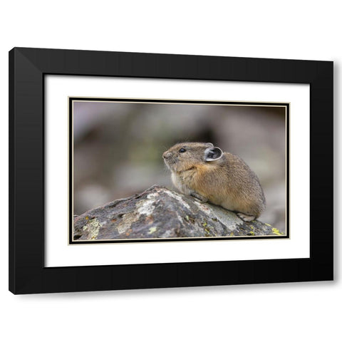 Pika-Ochotona princeps-Yellowstone National Park-Wyoming Black Modern Wood Framed Art Print with Double Matting by Jones, Adam